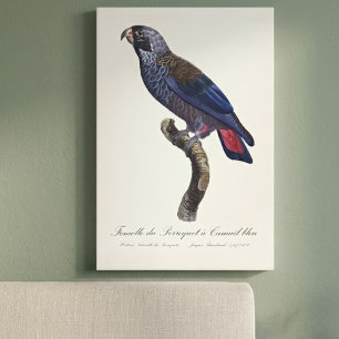 Mörk Pionus, Pionus fuscus Canvastryck