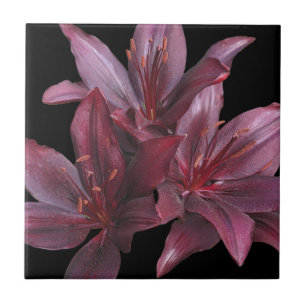 Mörk Red Asiatic Lilies på Black Blommigt Kakelplatta