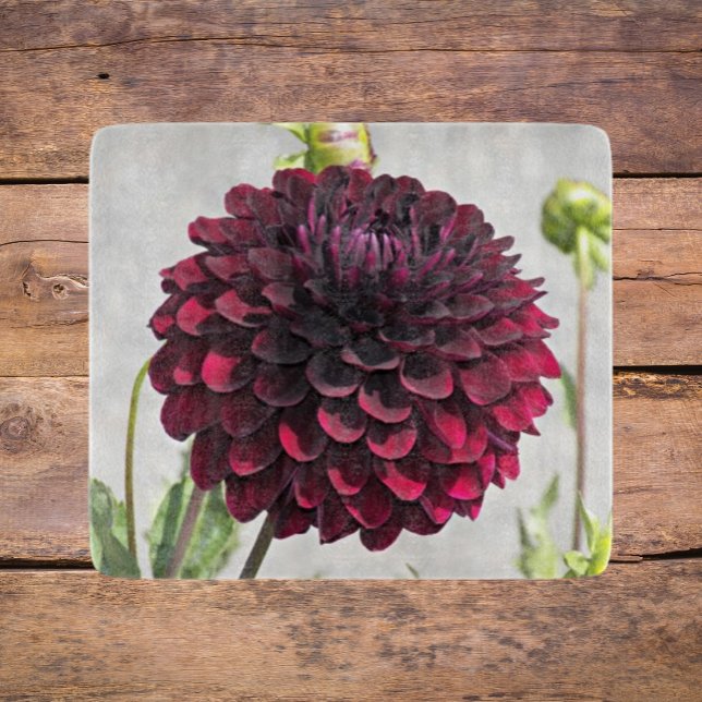 Mörk Red Dahlia Bloom Blommigt (In Situ)