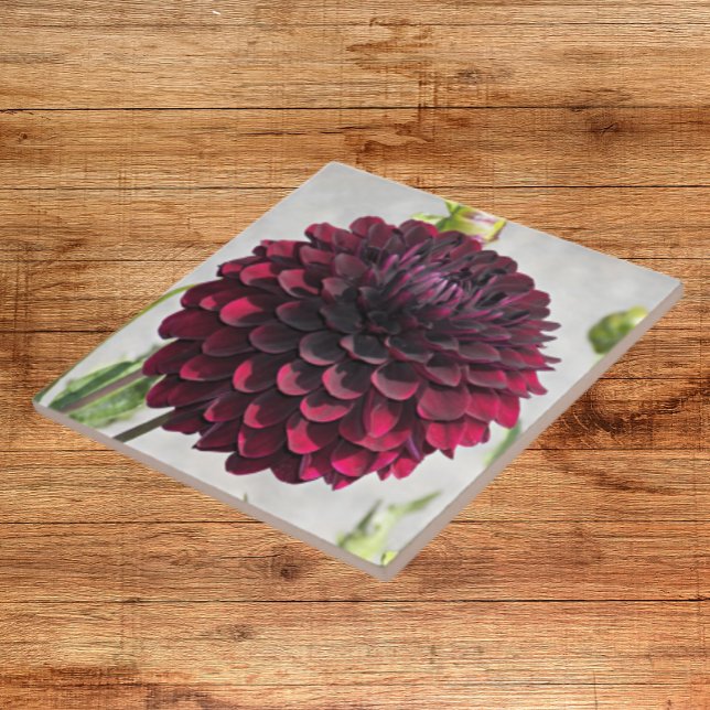 Mörk Red Dahlia Bloom Blommigt Ceramic Tile Kakelplatta (In Situ)