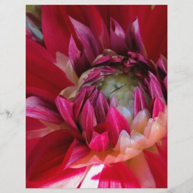 mörk röd blommar (Framsida)