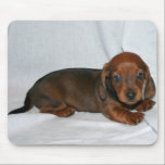 Mörk - röd taxvalp musmatta<br><div class="desc">Skräddarsy detta objekt!</div>