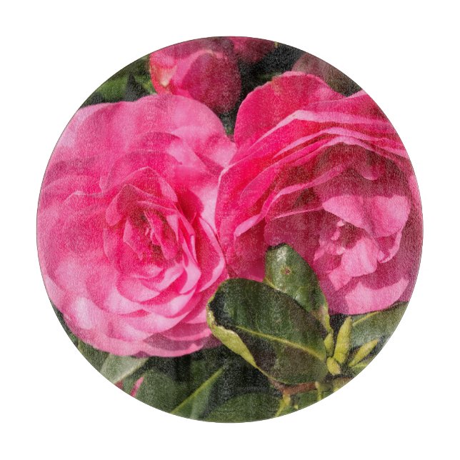 Mörk rosa Camellia Flowers (Framsidan)
