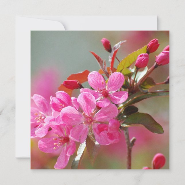 Mörk Rosa Cherry Blommars (Framsida)