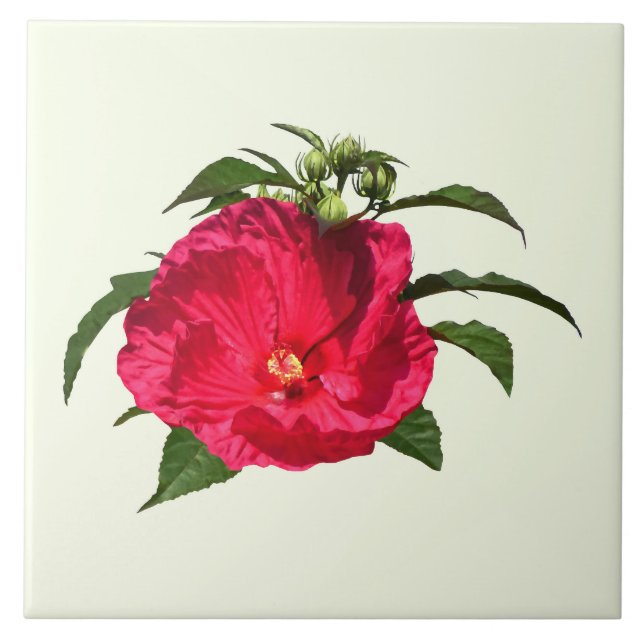 Mörk Rosa Hibiscus Kakelplatta (Framsidan)