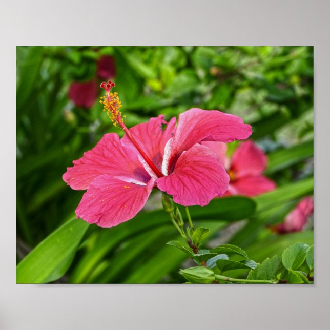 Mörk Rosa Hibiscus Poster (Framsidan)