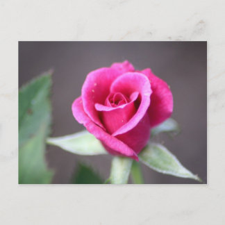 mörk rosa mini ro vykort
