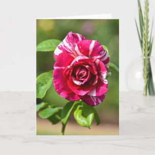 Mörk Rosa och Ro i den västra delen Kort