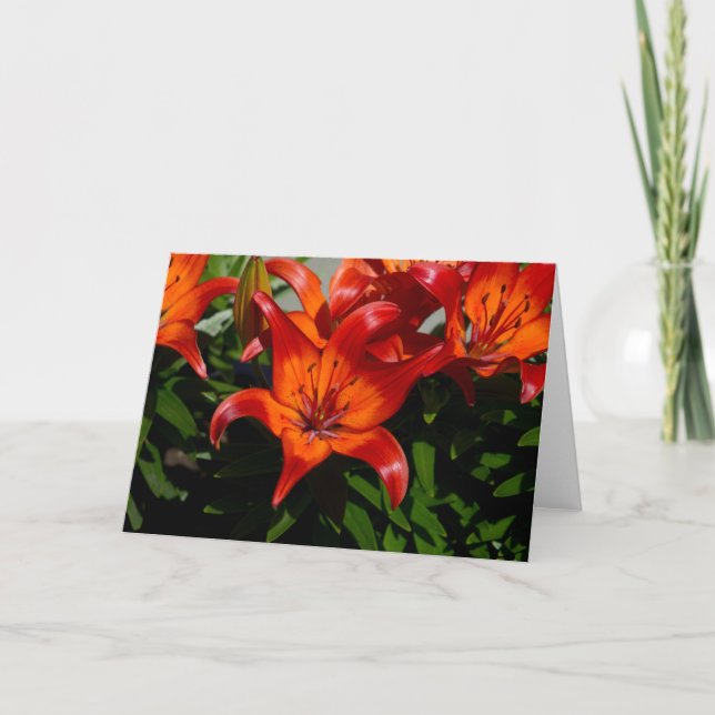 Mörk-Rosa Orange Lily Kort (Framsida)