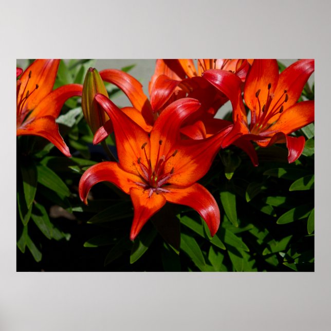 Mörk-Rosa Orange Lily Poster (Framsidan)