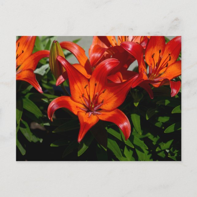 Mörk-Rosa Orange Lily Vykort (Framsida)