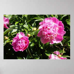 Mörk rosa peonies poster