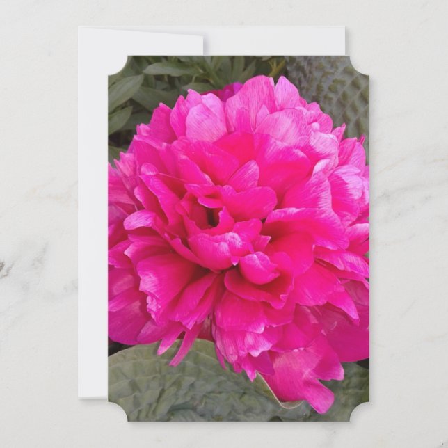 Mörk Rosa Peony Blank Greeting Card (Framsida)