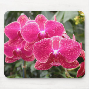 Mörk Rosa Phalaenopsis Musmatta