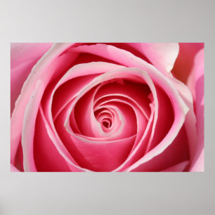 Mörk Rosa ros 01 Poster