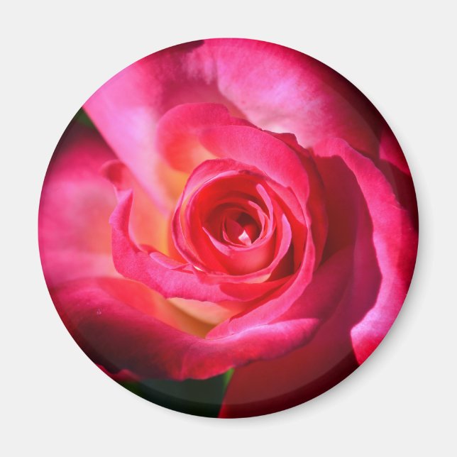 Mörk Rosa ros Magnet (Framsidan)