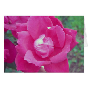 Mörk Rosa ros Photo Hälsningskort