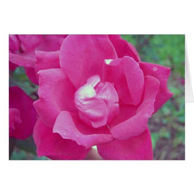 Mörk Rosa ros Photo Hälsningskort (Framsidan Horizontal)