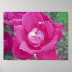 Mörk Rosa ros Photo Poster