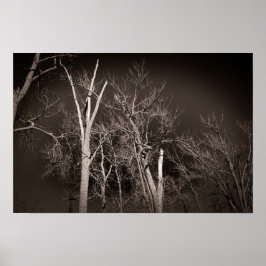 Mörk Skog – Spöklik Svart-vit Träd Konstarbeten Poster