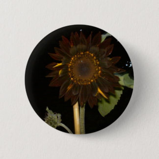 Mörk solros på natten knapp