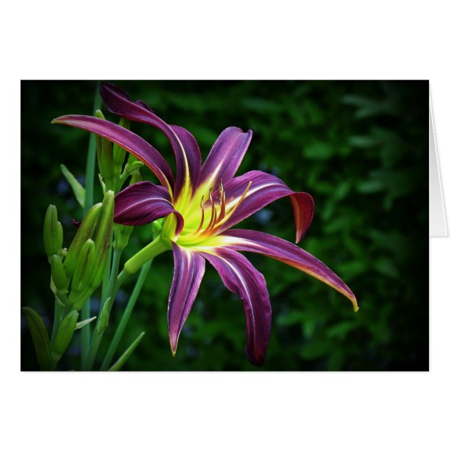 Mörk Star - Daylily Hälsningskort (Framsidan Horizontal)