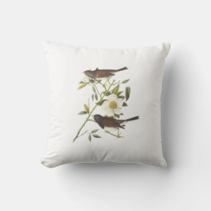 Mörk-synad Junco vid Audubon Kudde