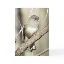 Mörk-synat Juncohälsningkort