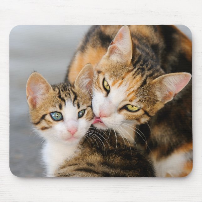 Morkatten älskar den gulliga kattungen musmatta (Framsidan)