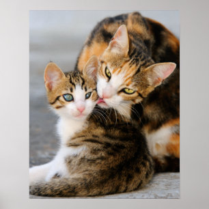Morkatten älskar den gulliga kattungen poster