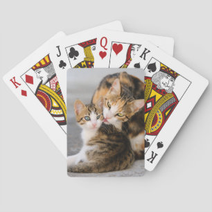 Morkatten älskar den gulliga kattungen som leker casinokort