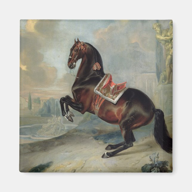 Mörken Bay-hästen Valido Magnet (Framsidan)