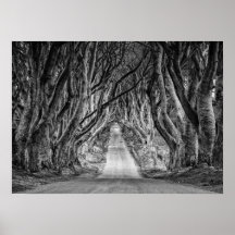 MÖRKEN HEDGES. ANTRIM, NORDIRLAND