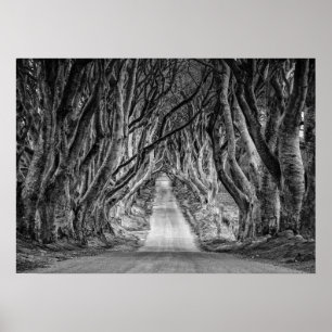 MÖRKEN HEDGES. ANTRIM, NORDIRLAND POSTER