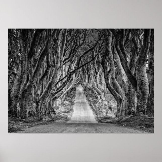 MÖRKEN HEDGES. ANTRIM, NORDIRLAND POSTER (Framsidan)