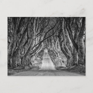 MÖRKEN HEDGES. ANTRIM, NORDIRLAND VYKORT