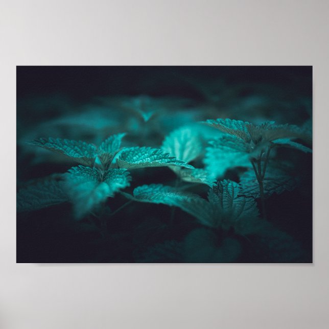 Mörkens Moody fixeringsfoto för Nettle Natature Poster (Framsidan)