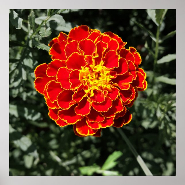 mörkens orange marigold poster (Framsidan)