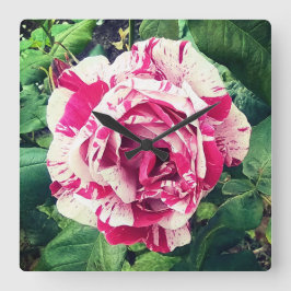 Mörkens rosa och vitblommor fyrkantig klocka