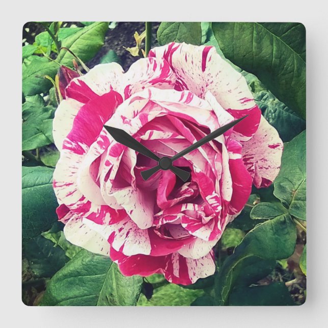 Mörkens rosa och vitblommor fyrkantig klocka (Framsida)