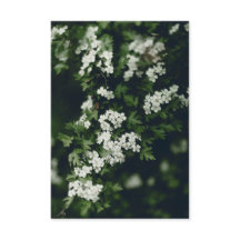 Mörkgrönt och vitt blommande träd och anpassat nam