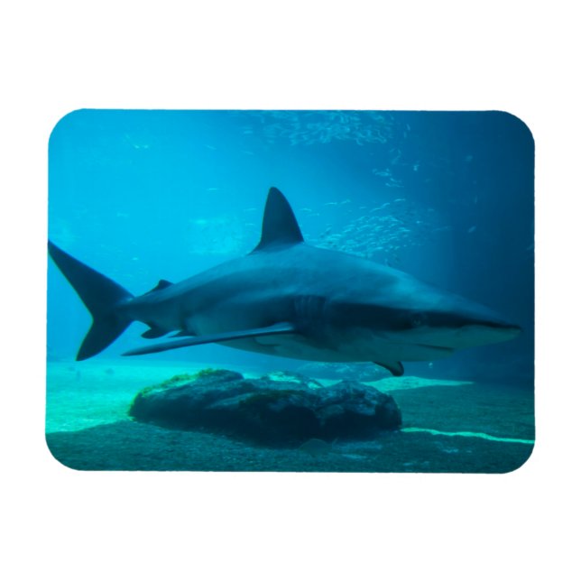 Mörkhaj (Carcharhinus Obscurus), Ushaka Magnet (Horisontell)