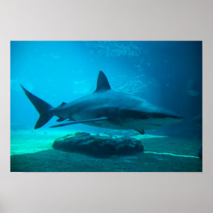 Mörkhaj (Carcharhinus Obscurus), Ushaka Poster