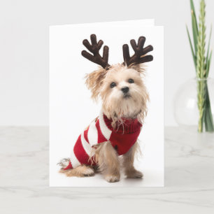 Morkie avelhund med julhorn på kronhjort helgkort