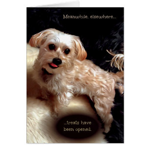 Morkie Hund Cute Funny Meme Puppy Birthday Card Hälsningskort
