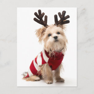 Morkie-hund med julklappar helg vykort