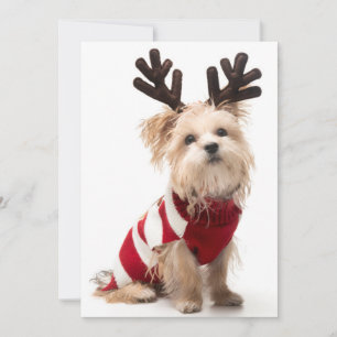 Morkie-hund med julklappar julkort