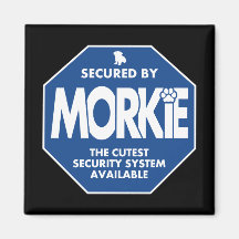 Morkie-Säkerhet-Blå