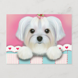 MORKIE SHELLY VYKORT