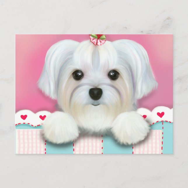 MORKIE SHELLY VYKORT (Framsida)